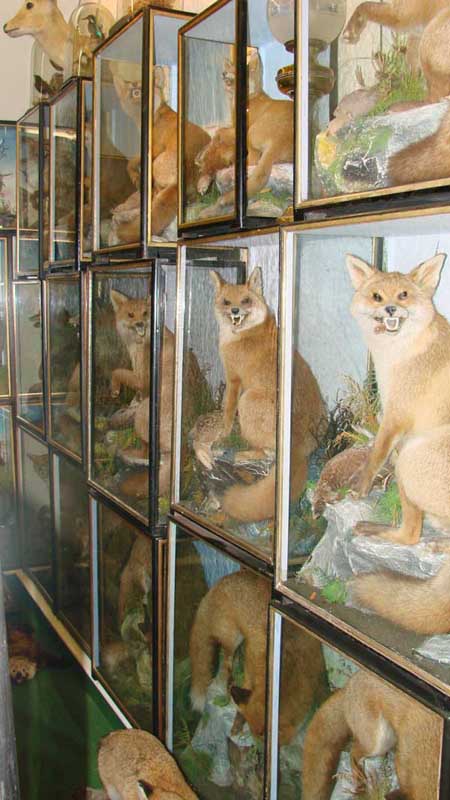 walloffoxes2 [640x480].jpg